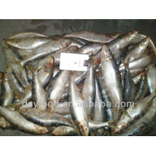 Frozen Sardine for bait